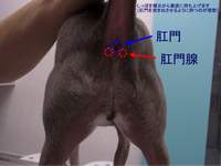 肛門腺