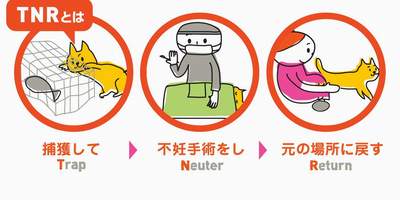 さくらねことは